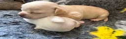 Chihuahua dogs for sale: Smooth coat chihuahua puppies  - Advert 21