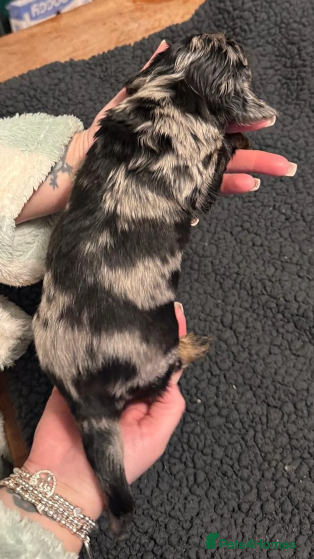 Miniature Dachshund dogs for sale: Miniature dachshund puppies - Advert 22