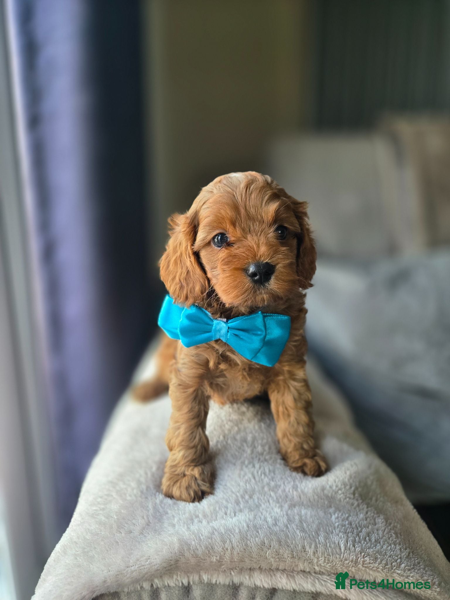 Cavapoo dogs ⭐️ F1 red toy Cavapoo puppies ⭐️ - Advert 1