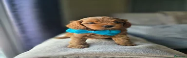 Cavapoo 1