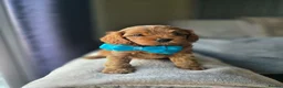 Cavapoo dogs for sale: ⭐️ F1 red toy Cavapoo puppies ⭐️ - Advert 1