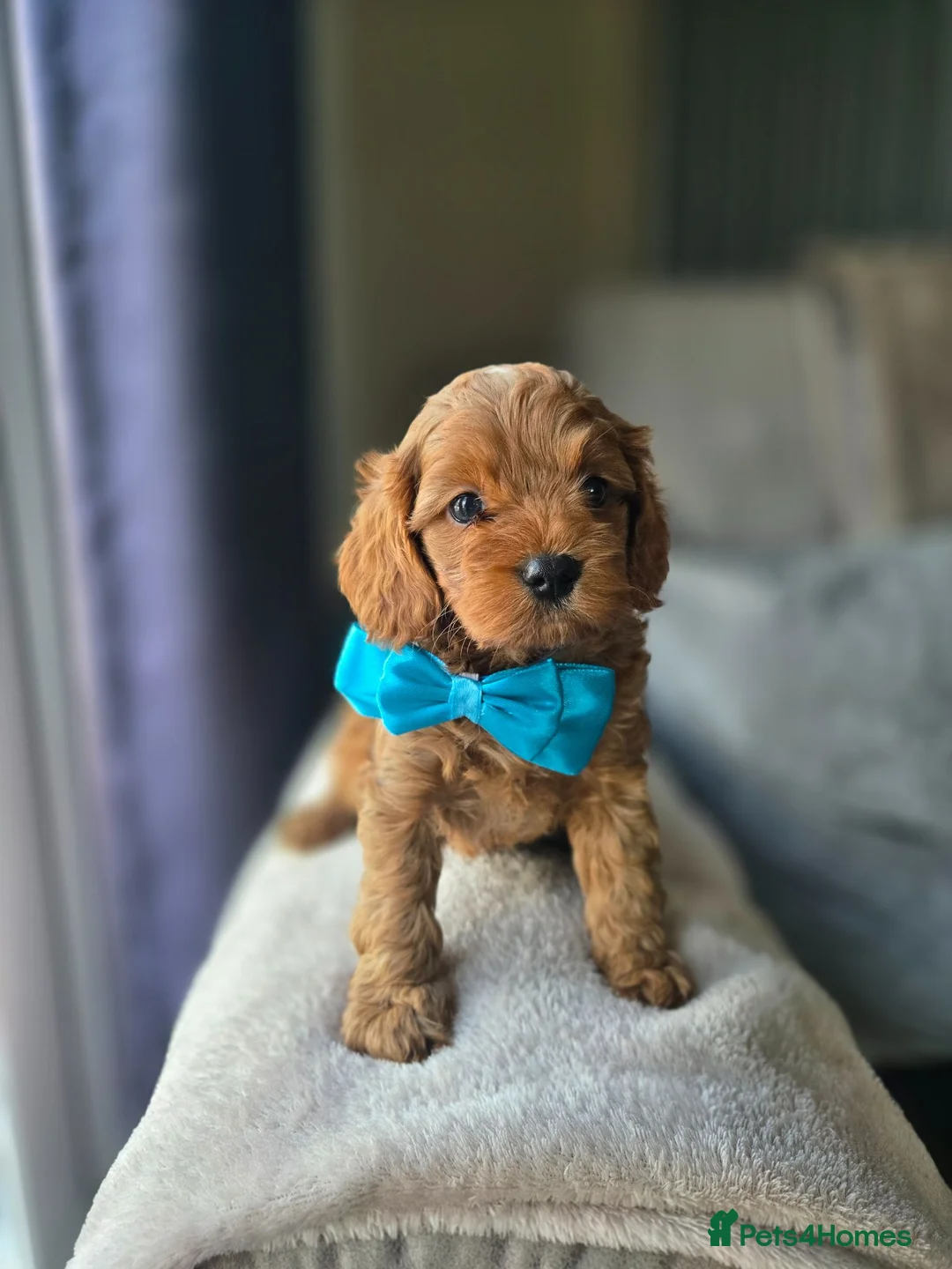 Cavapoo dogs for sale: ⭐️ F1 red toy Cavapoo puppies ⭐️ - Advert 1