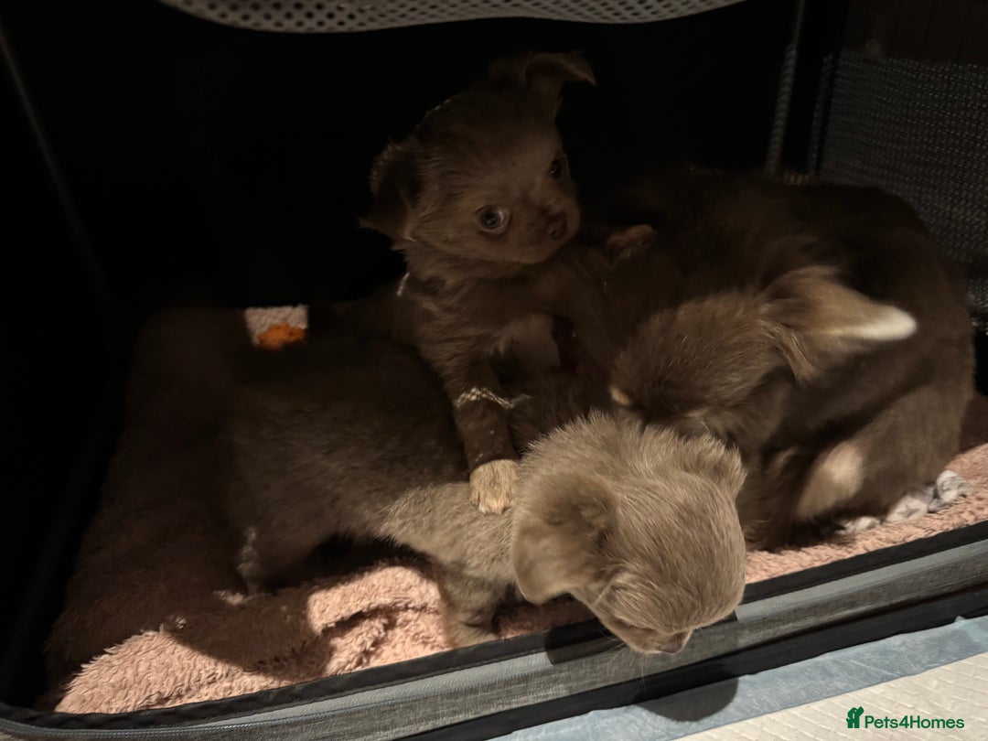 Chihuahua dogs for sale: Beautiful long haired Lilac Chihuahua puppies - Advert 5