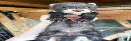 Ferret rodents for sale: European polecat x ferret kids - Advert 4