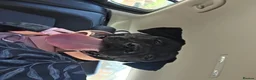 Mixed Breed dogs for sale: Bella- staffy X presa canario  - Advert 4