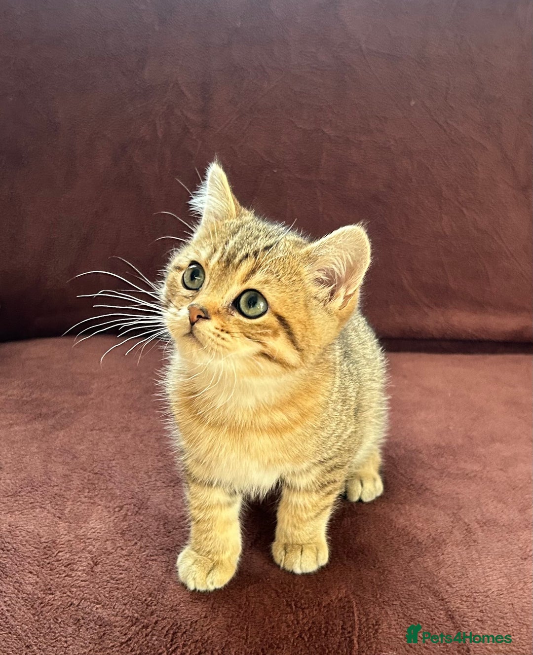 British Shorthair cats for sale: British shorthair Chocolate Boy - Advert 1