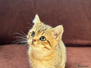 British Shorthair cats British shorthair Chocolate Boy - Advert 4