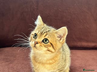 British Shorthair cats British shorthair Chocolate Boy - Advert 7
