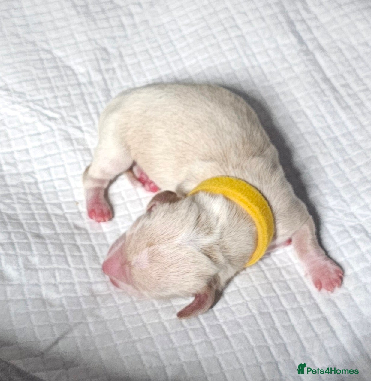 Miniature Dachshund dogs ⭐️⭐️⭐️⭐️⭐️ CREAM INTENSITY MINIDACHSHUND KCREG🐾❤️ - Advert 6