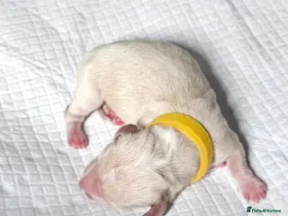 Miniature Dachshund dogs ⭐️⭐️⭐️⭐️⭐️ CREAM INTENSITY MINIDACHSHUND KCREG🐾❤️ - Advert 6