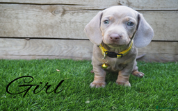 Miniature Dachshund dogs for sale: 3 LEFT- READY TO LEAVE ❤️ Mini Dachshund puppies! - Image 5