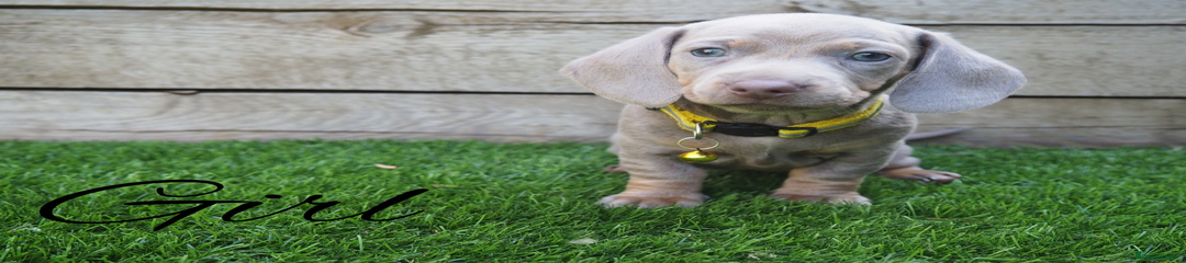 Miniature Dachshund Puppy 6