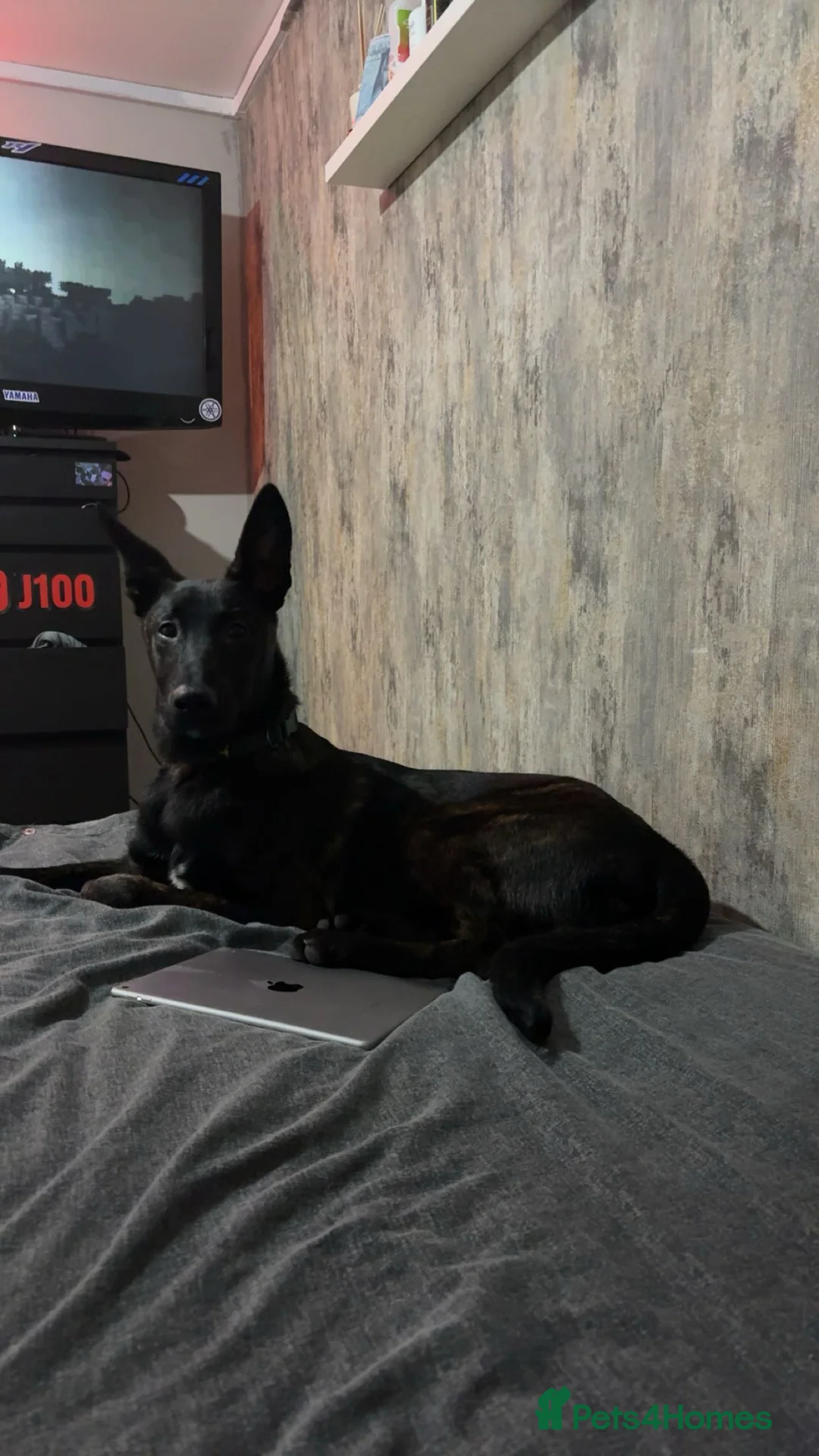 Mixed Breed dogs for sale: Dutch Shepard puppy - Advert 3