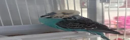 Budgerigars birds for sale: Two male budgies for sale with cage - Advert 4