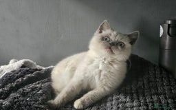 British Shorthair cats for sale: British Shorthair Kittens in Bradford - Image 15