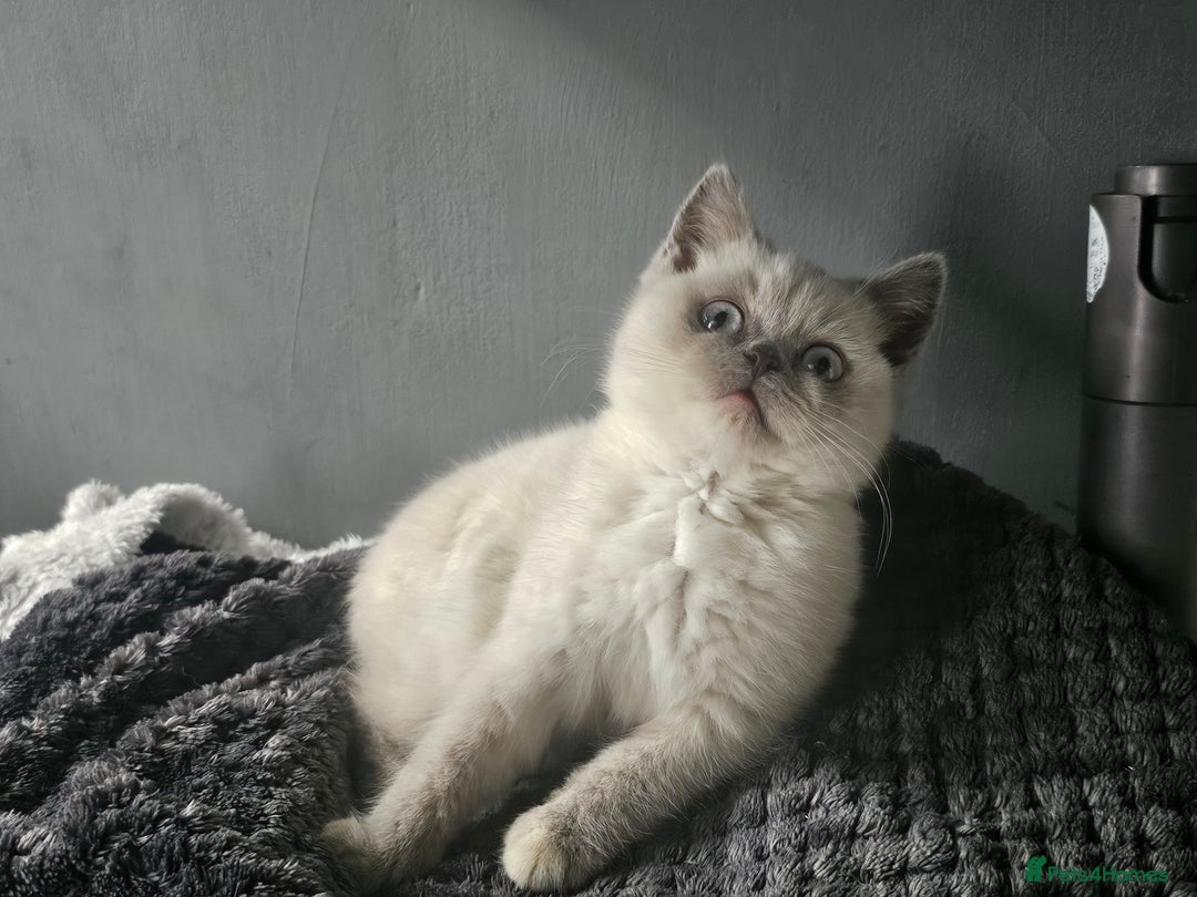 British Shorthair cats for sale: British Shorthair Kittens in Bradford - Image 15