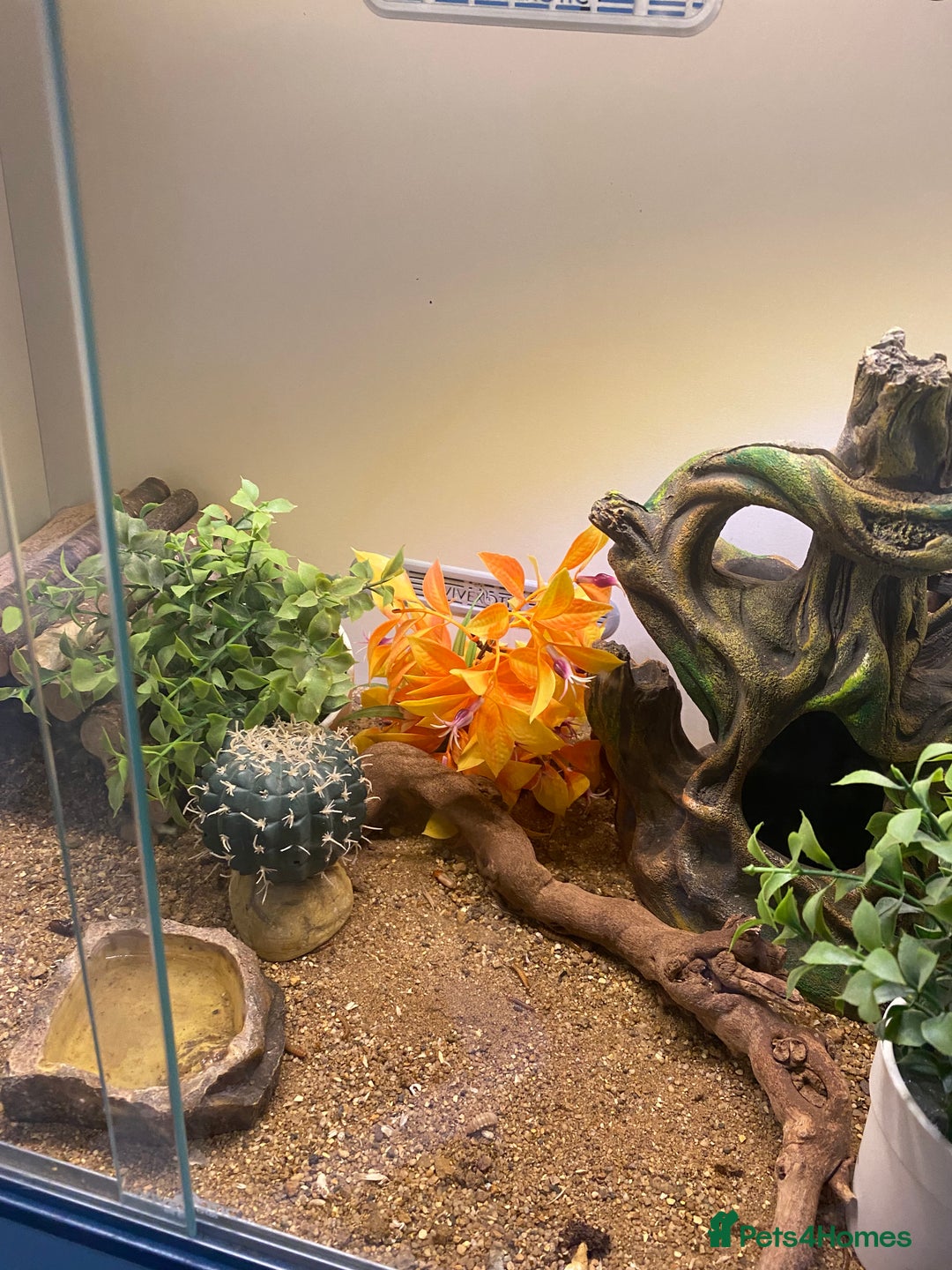 Leopard Gecko reptiles for sale: leopard gecko with enclosure  - Advert 4