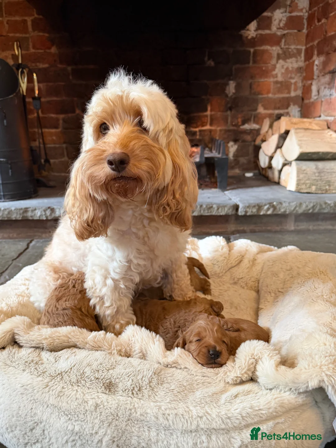 Cockapoo dogs for sale: Stunning F1b Cockapoo’s  - Advert 13