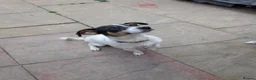 Jack Russell dogs for sale: Forever Home for Rosie and Roxie in Houghton le Spring - Advert 3