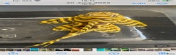 Plecos fish for sale: L333 Goldlines 1” Pleco - Advert 5