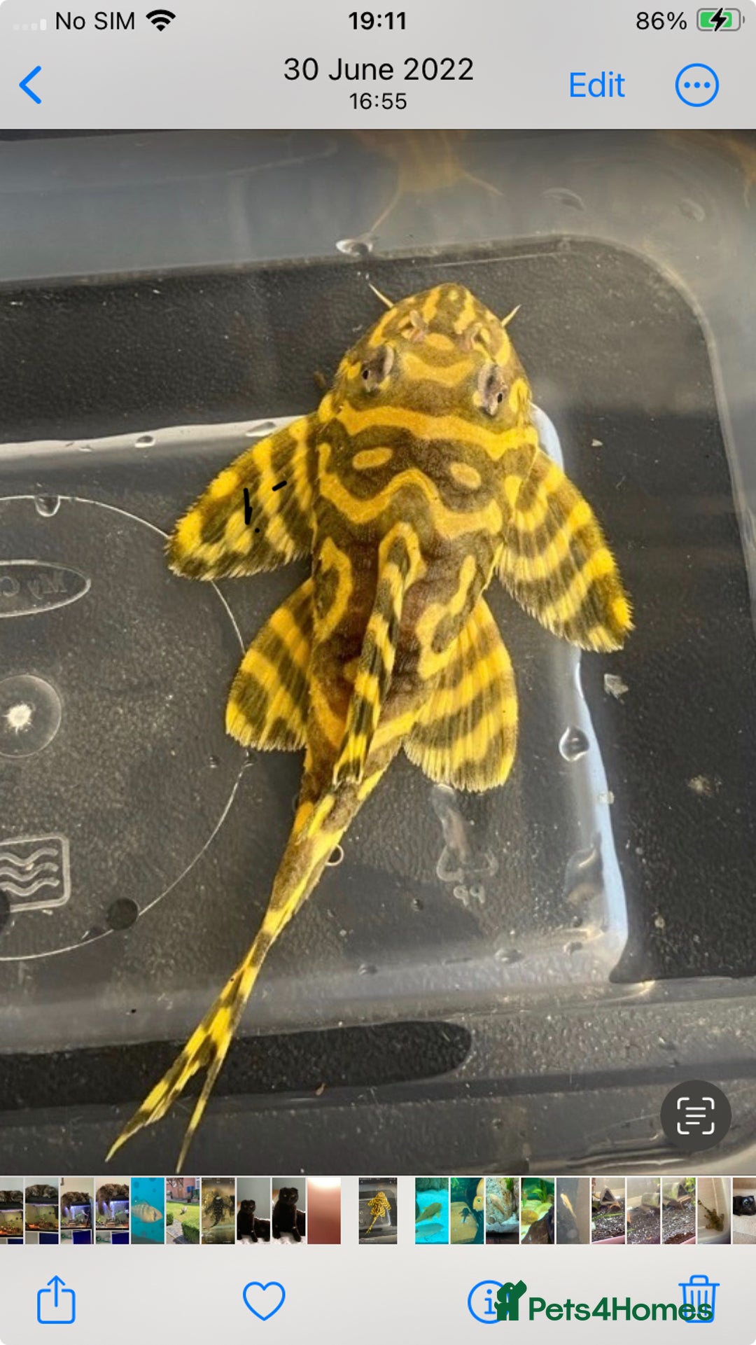 Plecos fish for sale: L333 Goldlines 1” Pleco - Advert 5