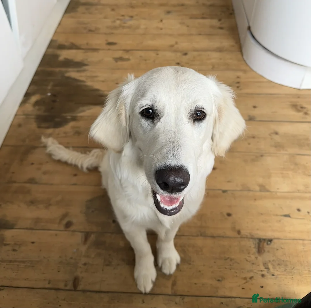 Golden Retriever dogs for sale: Loving Home Wanted for Penny  - Advert 1