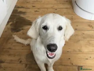 Golden Retriever dogs Loving Home Wanted for Penny - Advert 1