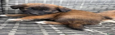 Mixed Breed Puppy 2
