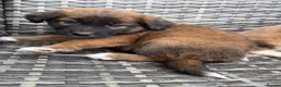 Mixed Breed dogs for sale: Bordernese in Southampton - Advert 11