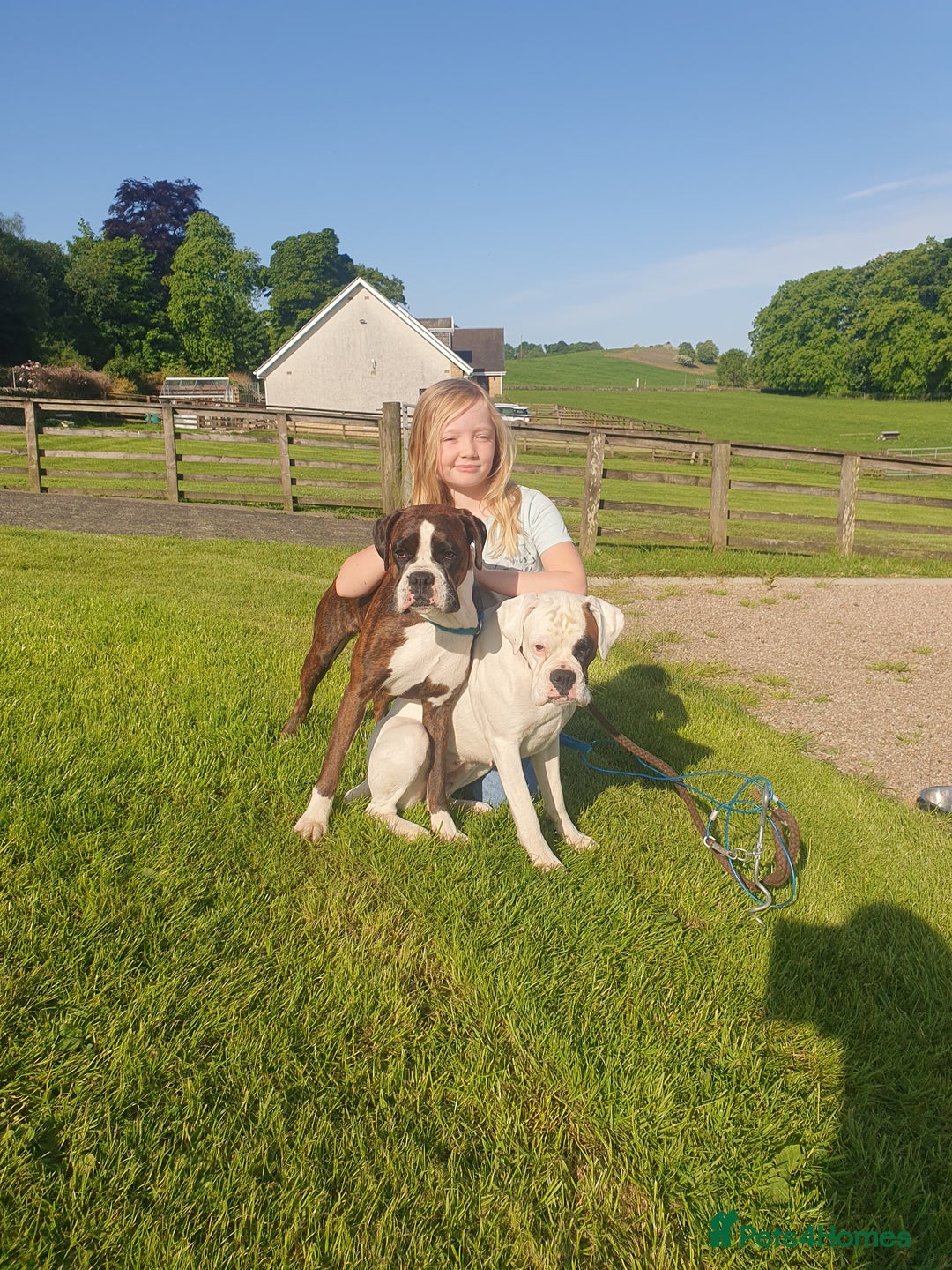 Boxer dogs for sale: KC registered tailed and bobtailed boxer puppies  - Advert 18