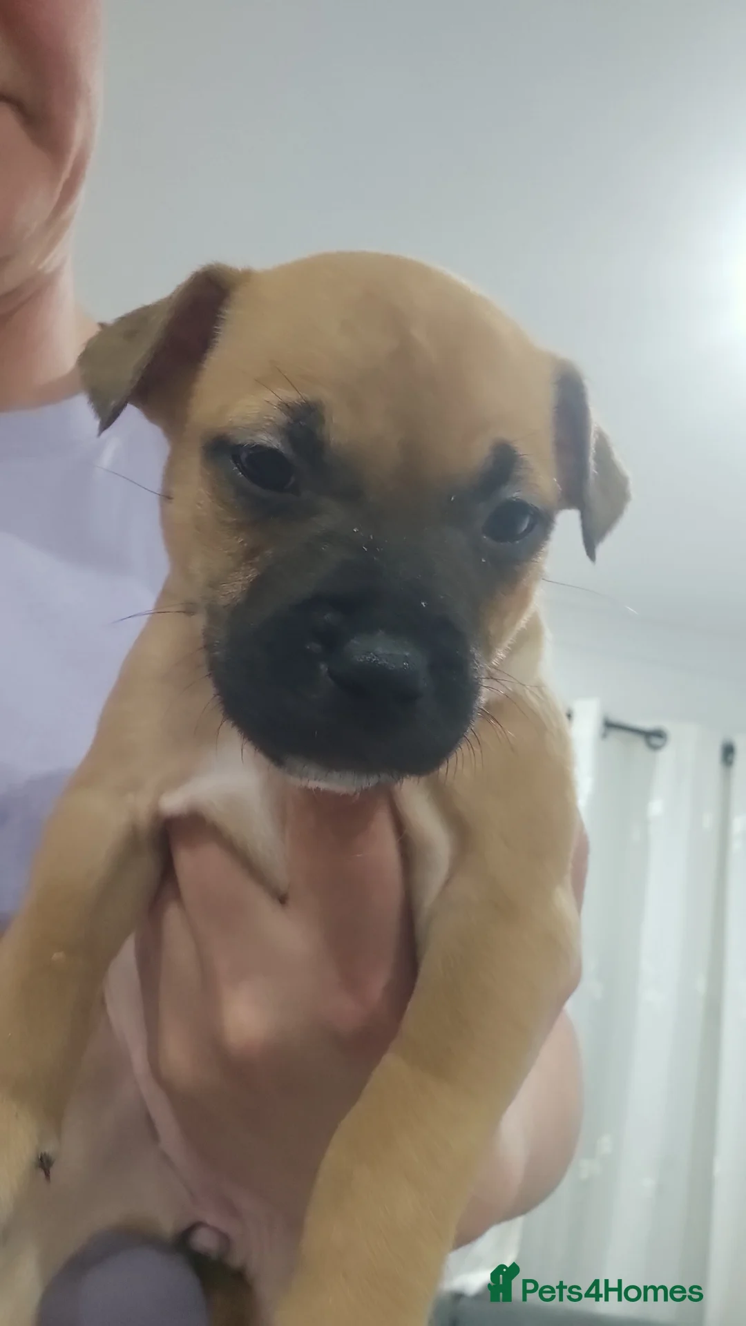 Staffordshire Bull Terrier dogs for sale: Staffordshire bull terriers  in Carnoustie - Advert 11