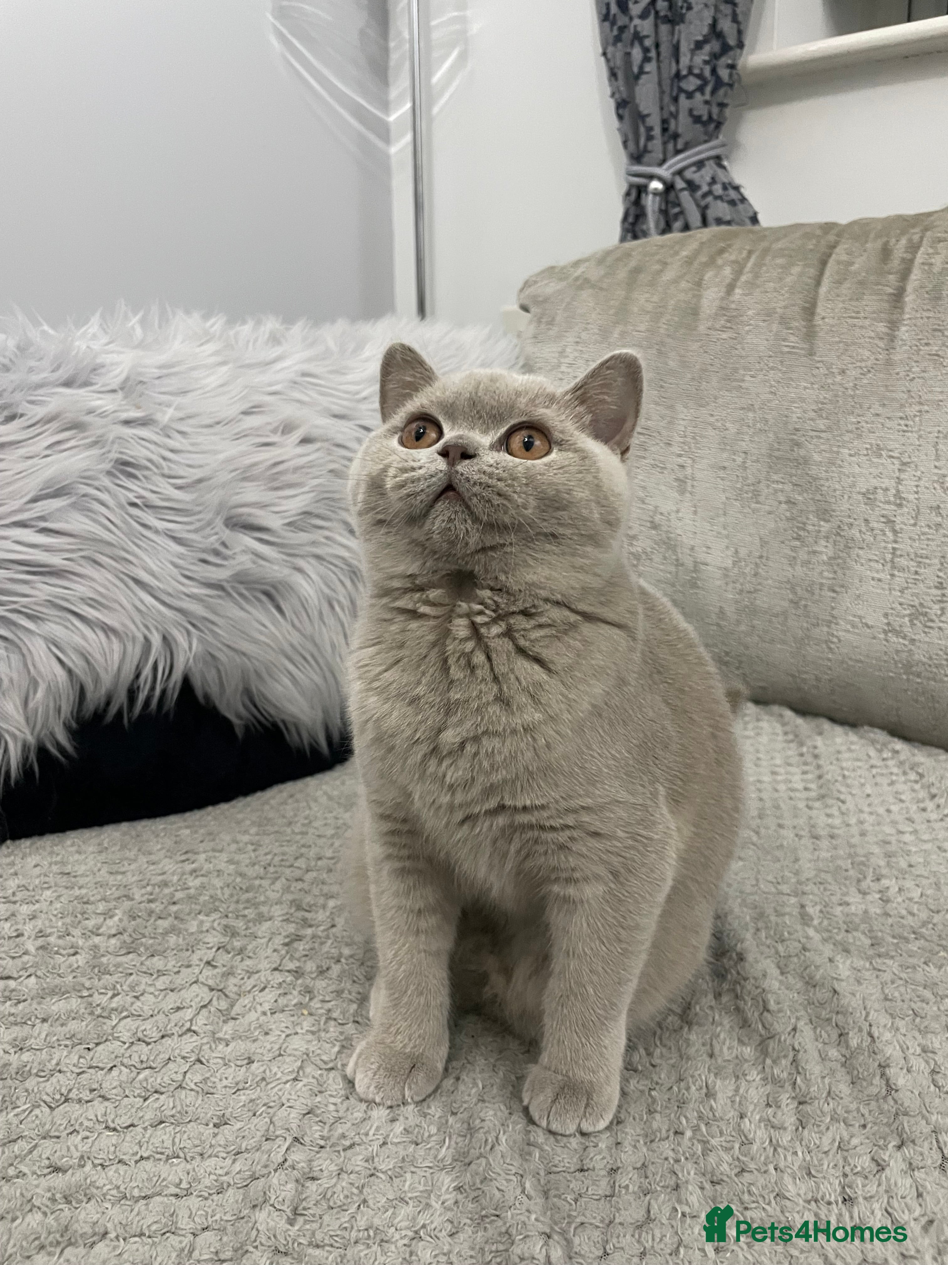 British Shorthair cats 🔥💗 LAST LILAC FEMALE KITTEN READY NOW 💗🔥 - Advert 15