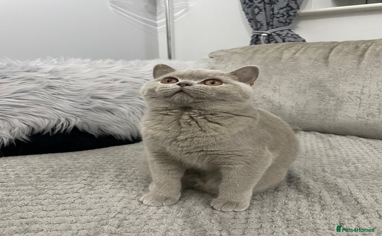 British Shorthair cats - Advert 16