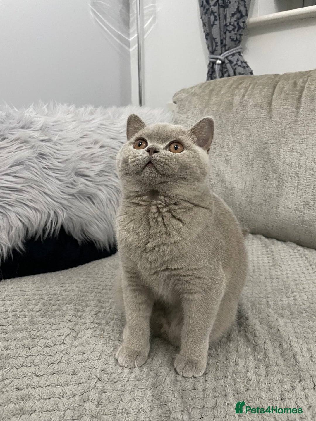 British Shorthair cats for sale: 🔥💗 LAST LILAC FEMALE KITTEN READY NOW 💗🔥 - Advert 3