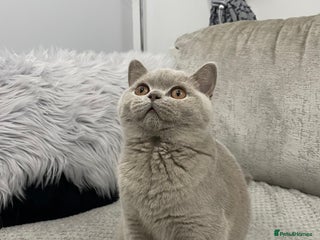 British Shorthair cats - Advert 4