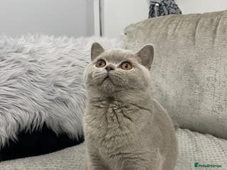British Shorthair cats 🔥💗 LAST LILAC FEMALE KITTEN READY NOW 💗🔥 - Advert 17