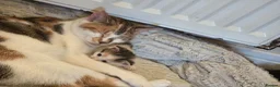 Mixed Breed cats for sale: 4 beautiful kittens  - Advert 1