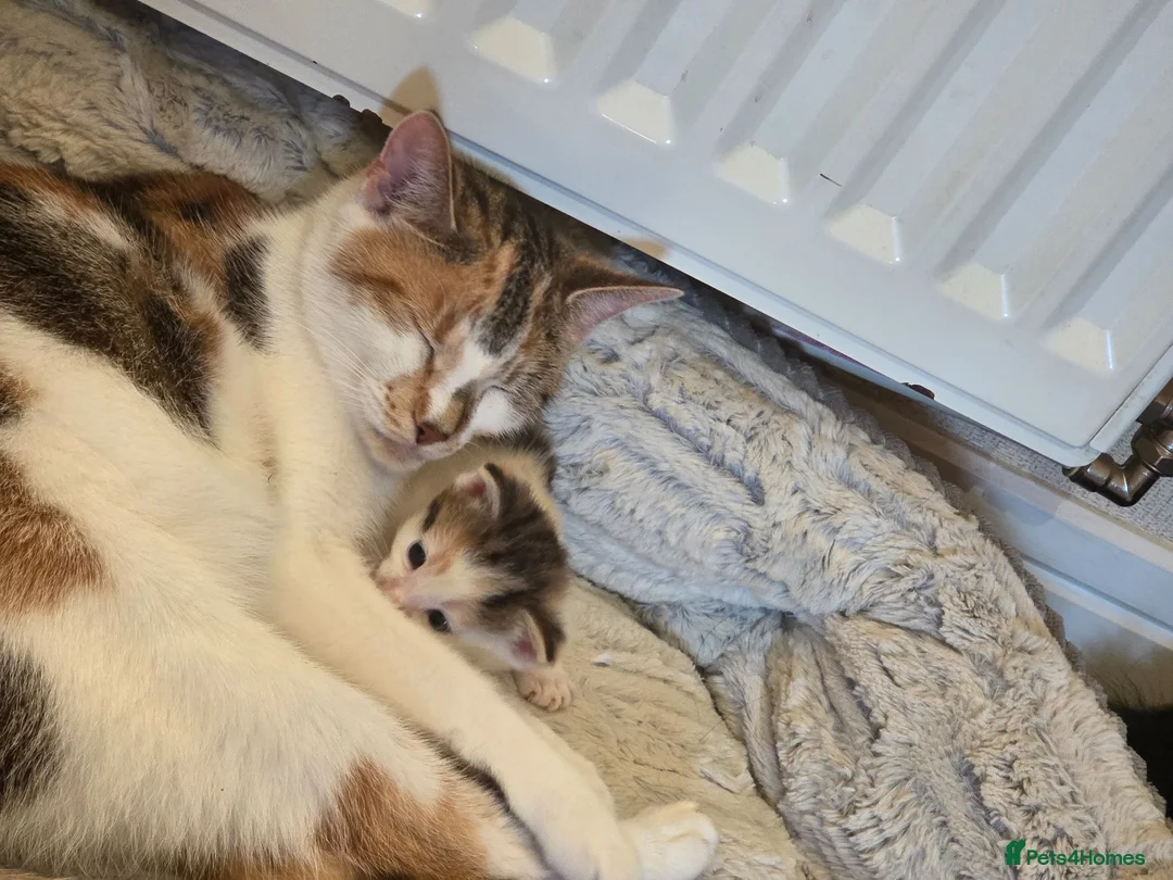 Mixed Breed cats for sale: 4 beautiful kittens  - Advert 1