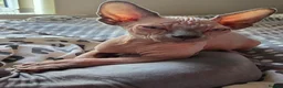 Sphynx cats for sale: Sphynx kittens in Milton Keynes - Advert 3