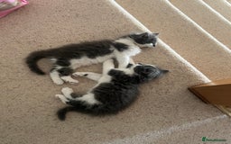 Ragdoll cats for sale: Two Male grey and white Rag-dolls  - Image 1