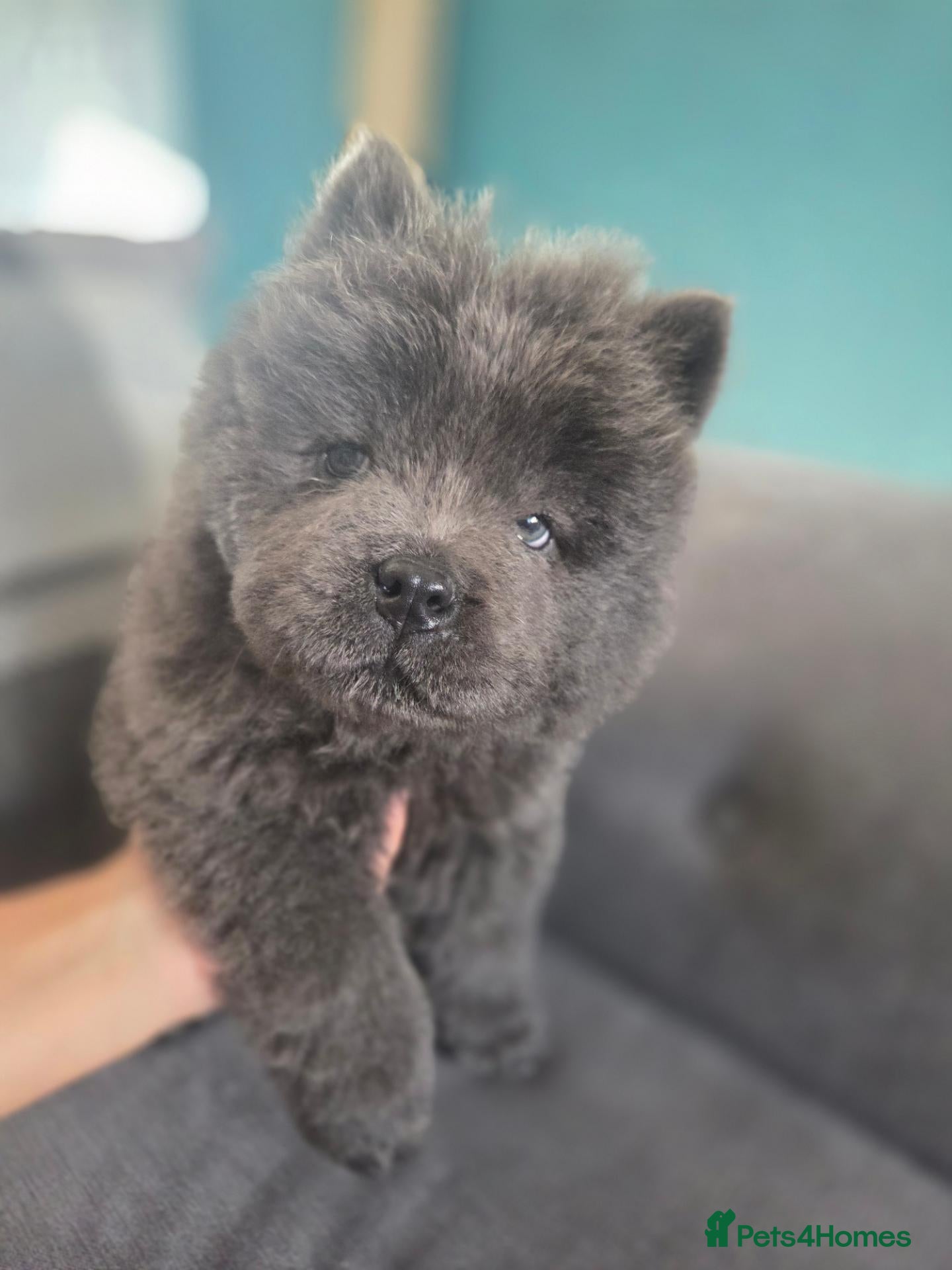 Chow Chow dogs for sale: LAST BOY REMAINING  - Advert 23