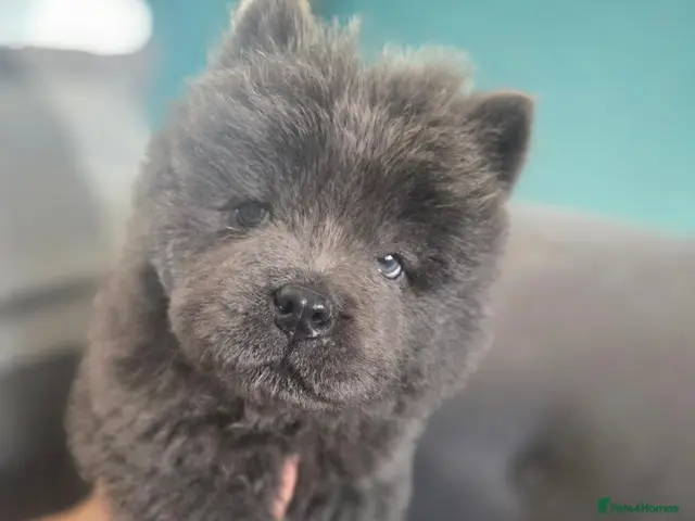 Chow Chow dogs for sale: LAST BOY REMAINING - Advert 23