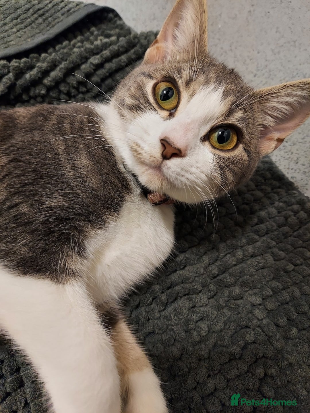 Mixed Breed cats for sale: Ready Tabby & White kitties - Advert 1