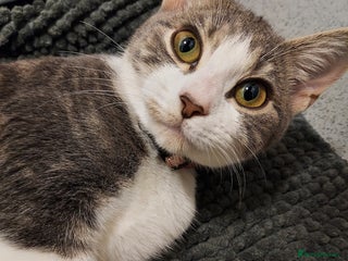 Mixed Breed cats Ready Tabby & White kitties - Advert 2