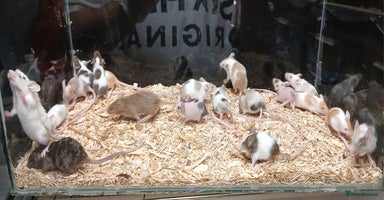 Mouse rodents - Advert 4