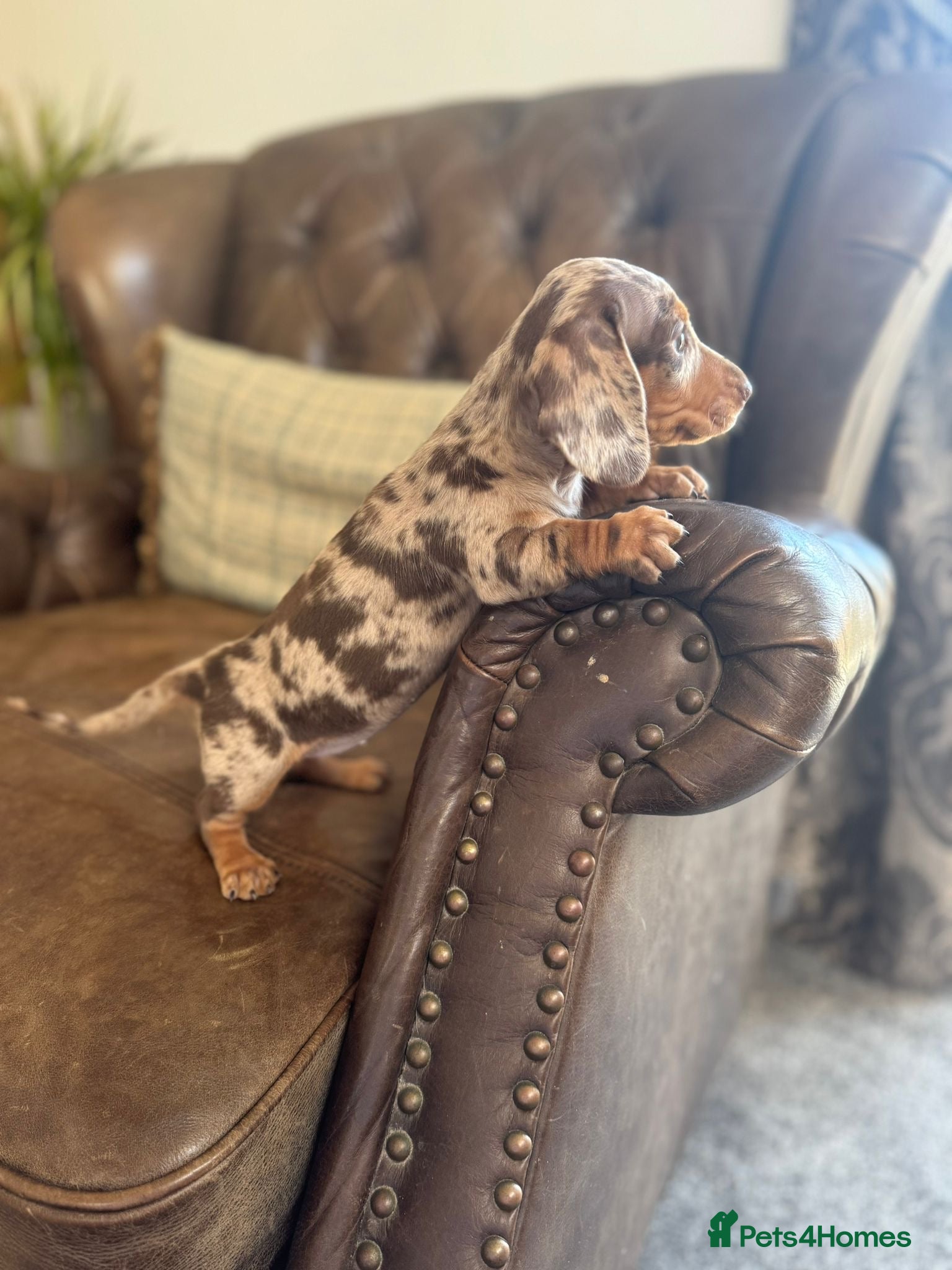 Dachshund dogs for sale: Miniature dachshund puppies  - Advert 1