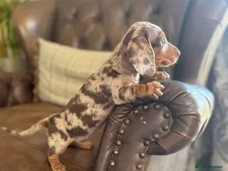Dachshund dogs for sale: Miniature dachshund puppies - Advert 1