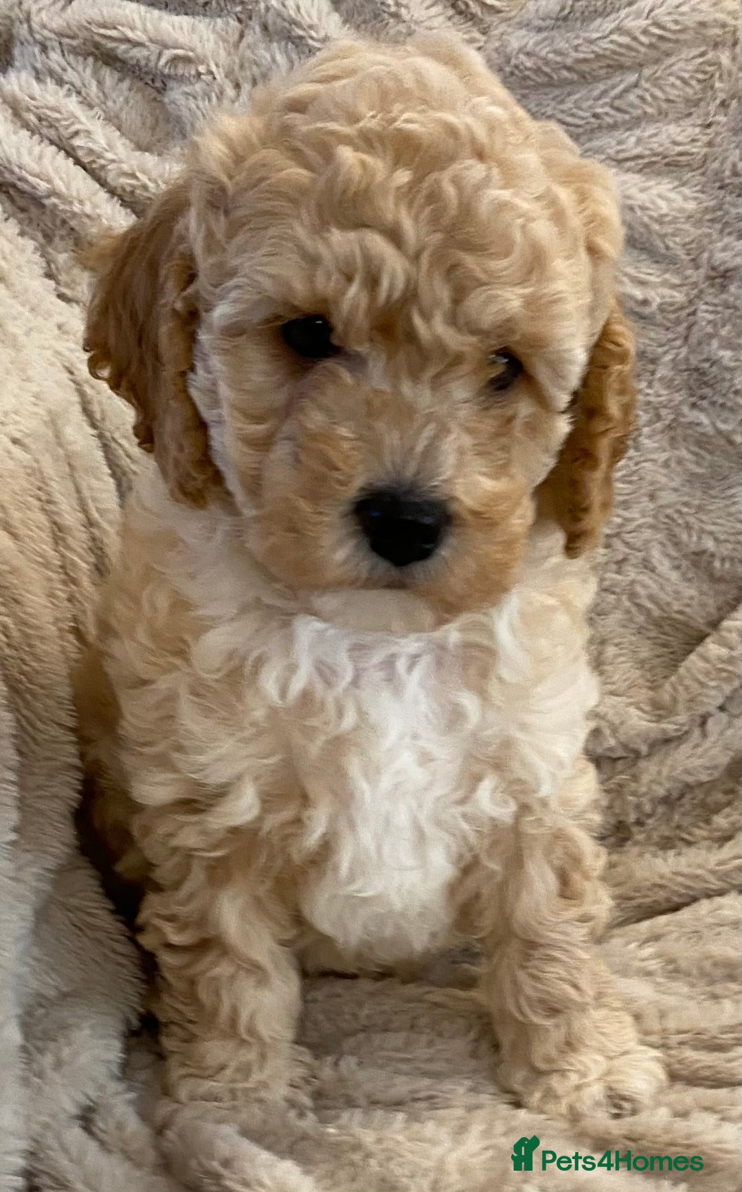 Cavapoo dogs for sale: Gorgeous Teddybear Cavapoo Puppies health checked  - Advert 7