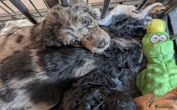 Australian Labradoodle dogs for sale: Ready Now !  Miniature Australian Labradoodles - Image 11