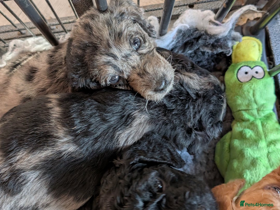 Australian Labradoodle dogs for sale: Ready Now !  Miniature Australian Labradoodles - Image 11